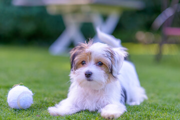 Cute puppy with ball resting on green summer grass