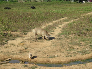 a pig, a chicken and cows in the Valley of Vinales, Cuba, November
