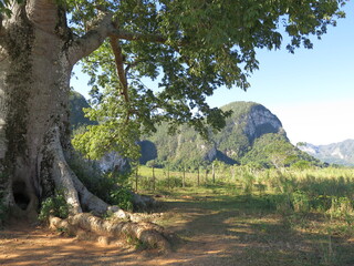 a tree in the Valley of Vinales, Cuba, November