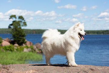 A cute white Samoyed dog stands on a rock on the shore of a lake against the background of water