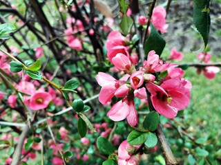 Blooming trees branches - pink delicate flowers - Chaenomeles japonica, known as either the Japanese quince or Maule's quince