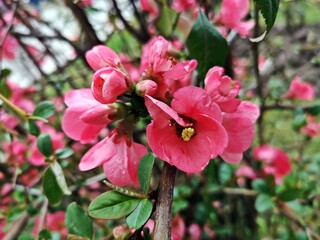 Blooming trees branches - pink delicate flowers - Chaenomeles japonica, known as either the Japanese quince or Maule's quince