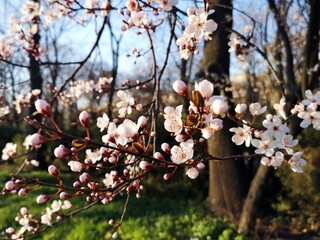 Blooming trees branches - white delicate flowers