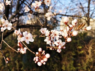 Blooming trees branches - white delicate flowers