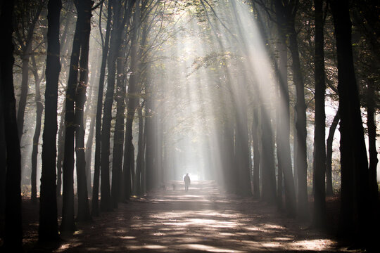 Tree avenue in the Royal Park of Paleis Soestdijk with a solar harp