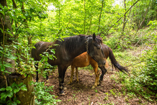horses hid in the woods close up. pets.