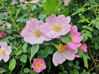 Beautiful pink flower -  Dog rose or Wild rose. Rosa canina, commonly known as the dog rose is a variable climbing, wild rose species native to Europe, northwest Africa, and western Asia.