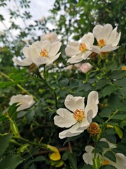 Beautiful pink flower -  Dog rose or Wild rose. Rosa canina, commonly known as the dog rose is a variable climbing, wild rose species native to Europe, northwest Africa, and western Asia.