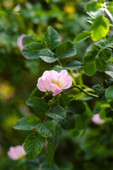 Fototapeta premium Pink rose at a branch