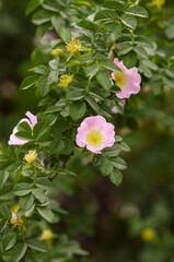 Pink rose blooming in a garden