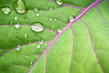 raindrops on green cabbage leaves with purple veins.eco food.