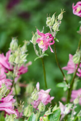 Fototapeta premium Columbine flowers blooming 