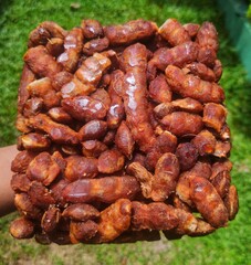 Closeup of dried Tomarind on a hand