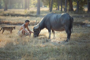 Thai farmer is working in his farm and preparing the straw for his buffalo. The buffalo is eating the straw with happy