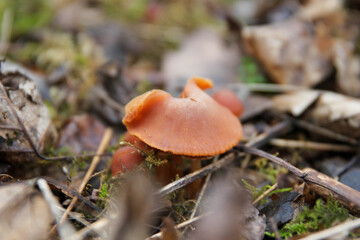 Kleiner Pilz im Unterholz