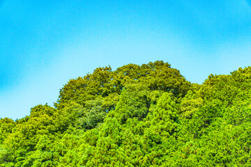 landscape with green trees