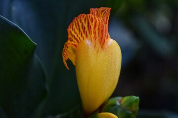 Yellow canereed flower on a greeny garden