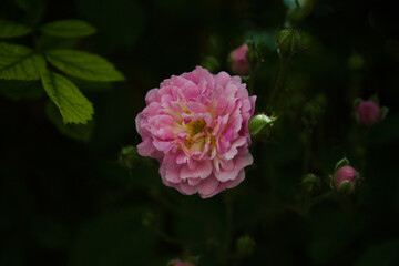 pink rose flower