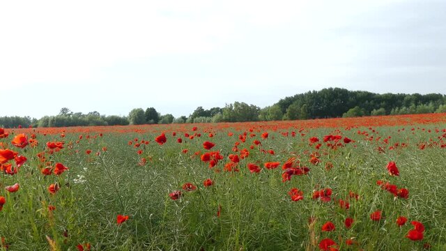 Baltic Sea. Cornflowers, flower field.