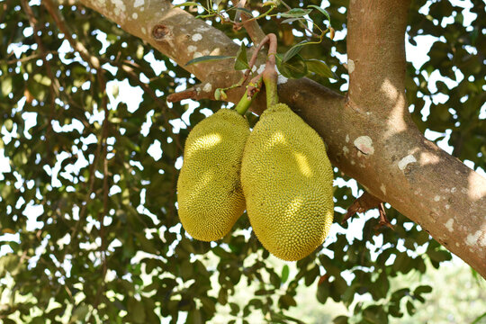 Jack fruit with blurry background