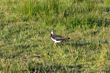 Lapwing in a field at sunset