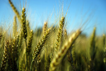 Wheat is a grass widely cultivated for its seeds, cereal grain which is a worldwide staple food.