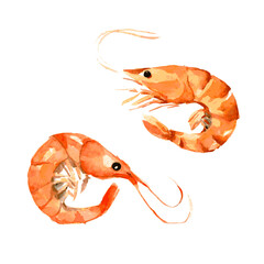 Seafood set: shrimp. Watercolor illustration isolated on white background. Vector - 358333964