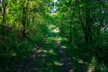 Fototapeta na wymiar sun rays in green forest in summer. hiking in the wilderness