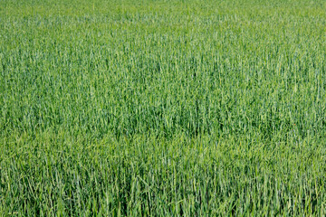 empty clean green grass field background. full frame shot of fresh grass with copy space