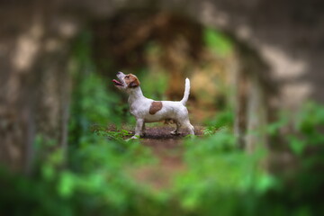 A portrait photo of a jack russell terrier in the woods, full profile. Photo with blurred background and blurred light.