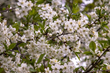 Spring flowering cherry with white flowers close-up