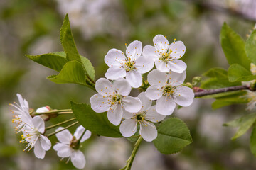 Spring flowering cherry with white flowers close-up