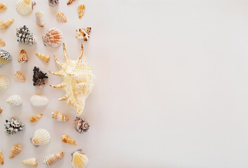 Composition of many white, beige, black exotic seashells different shapes and big shell located in line on white background. Summer advertising marine concept. Flat lay, top view, close up, copy space