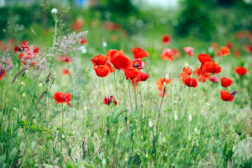 Red poppy in a field