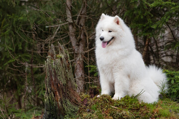 Cute white Samoyed dog sitting against a background of coniferous plants