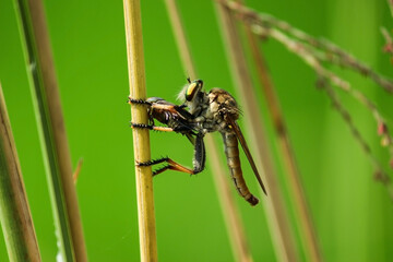 Ommatius in broad daylight holding a insect as a food in front of green natural background sitting on a stick