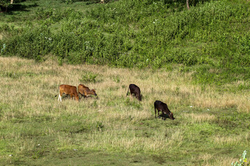 Naklejka na ściany i meble cows are looking for food on a stretch of hill