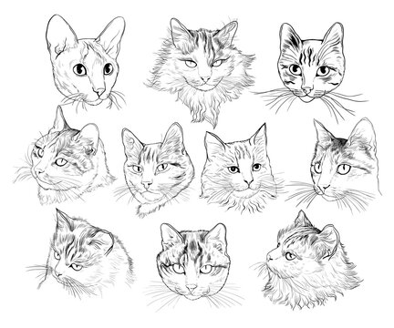 A set of portraits of different cats. Vector sketch. Hand-drawn illustration.