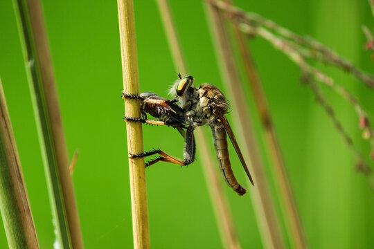 Ommatius in broad daylight holding a insect as a food in front of green natural background sitting on a stick