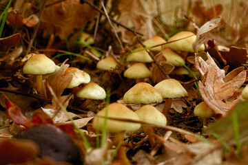 Setas amarillas pequeñas entre hojas de roble