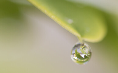 single waterdrop haning on a leaf with refraction of a smaller leaf