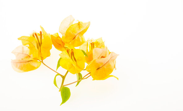 Yellow Bougainvillea