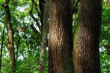 東京都渋谷区代々木にある大きな公園の森の景色