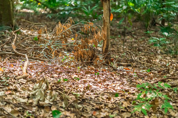 東京都渋谷区代々木にある大きな公園の森の景色