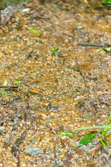 東京都世田谷区等々力にある等々力渓谷の景色