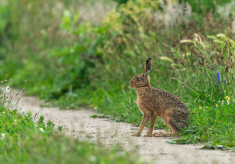 Brown hare.  Large, adult, alert hare sat in natural farmland habitat, facing left.  Close up.  Horizontal.  Space for copy