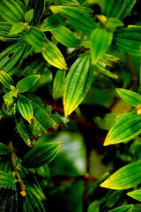 green leaves in the garden