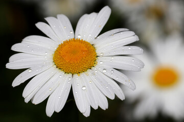 Fototapeta premium Daisy flower with water drops on white petals. Chamomile on summer meadow in sunny morning