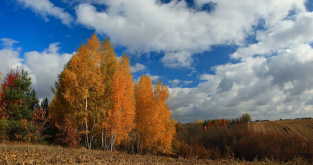 Fototapeta premium Autumn landscape. Yellow trees in the middle of fields.