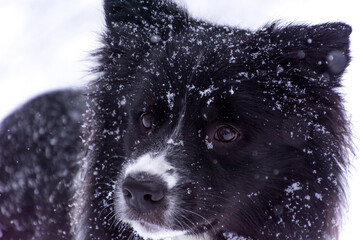 Close up cute adorable black and white dog in snow. Snowflakes falling in winter season. Shallow depth of field, low angle